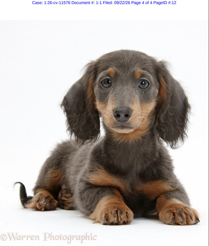 26-cv-11576｜腊肠犬摄影版权起诉，30个店铺先自查